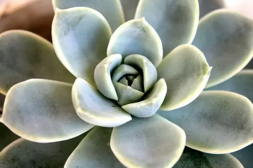 The Bands and British Contemporary Rock